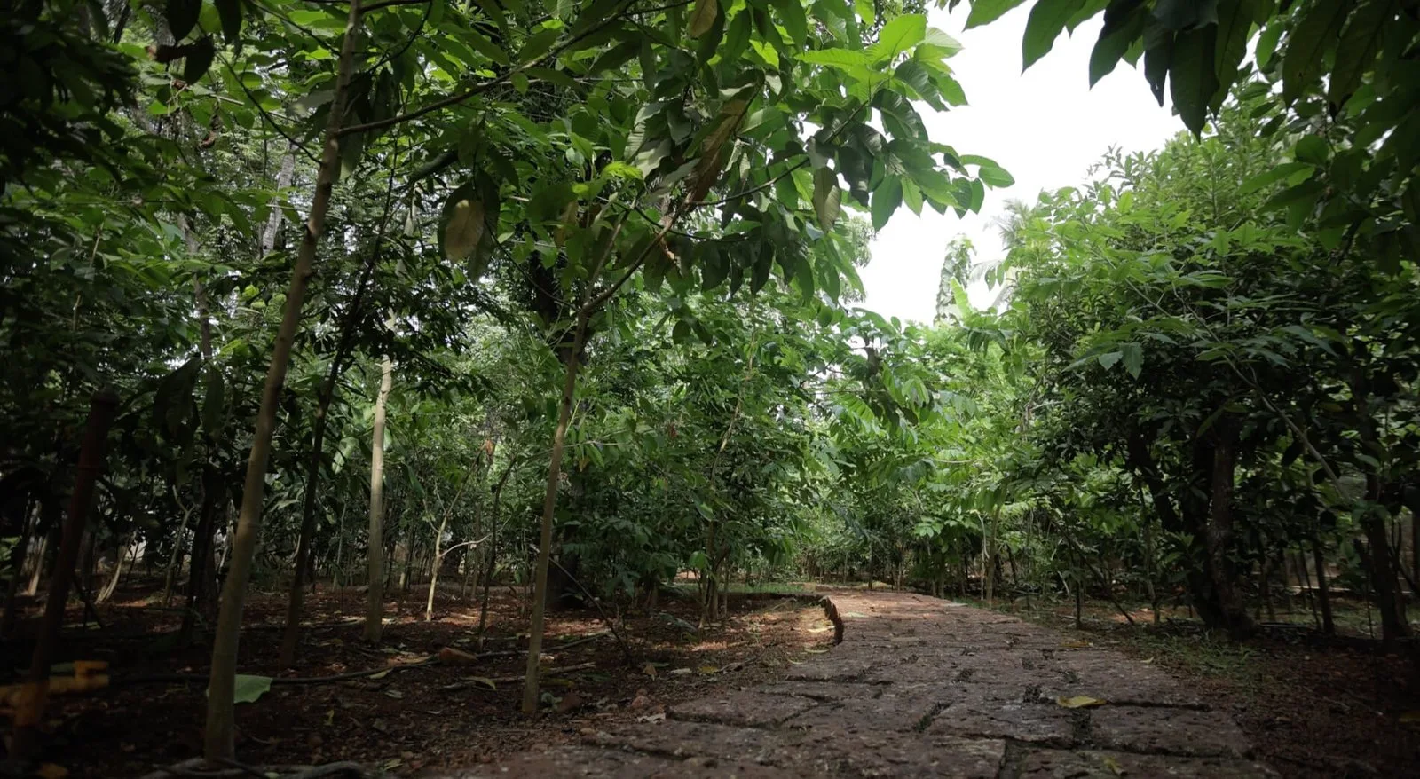 Vivekananda Vrikshalaya – Urban Foresting Project photo 2