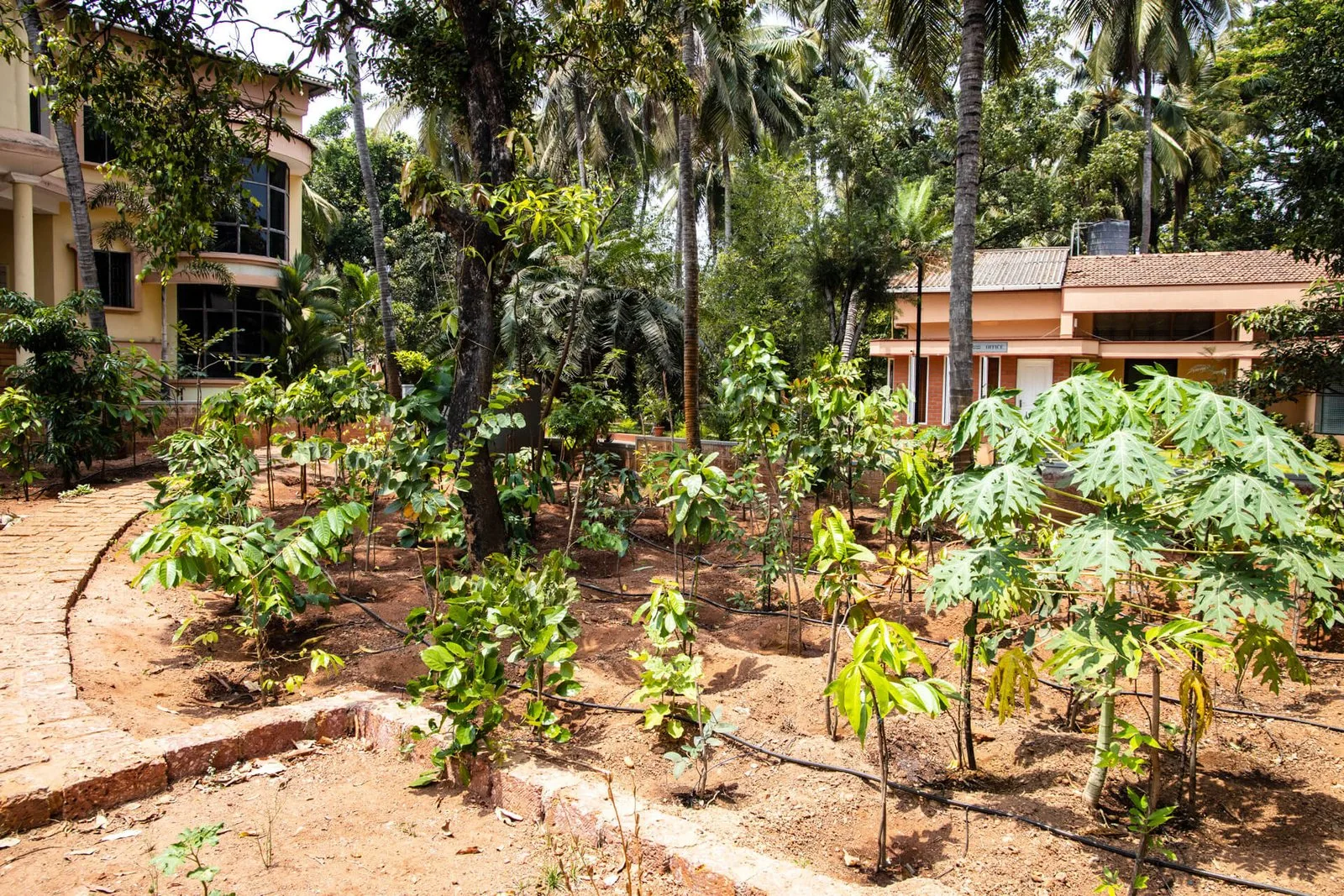 Vivekananda Vrikshalaya – Urban Foresting Project photo 3