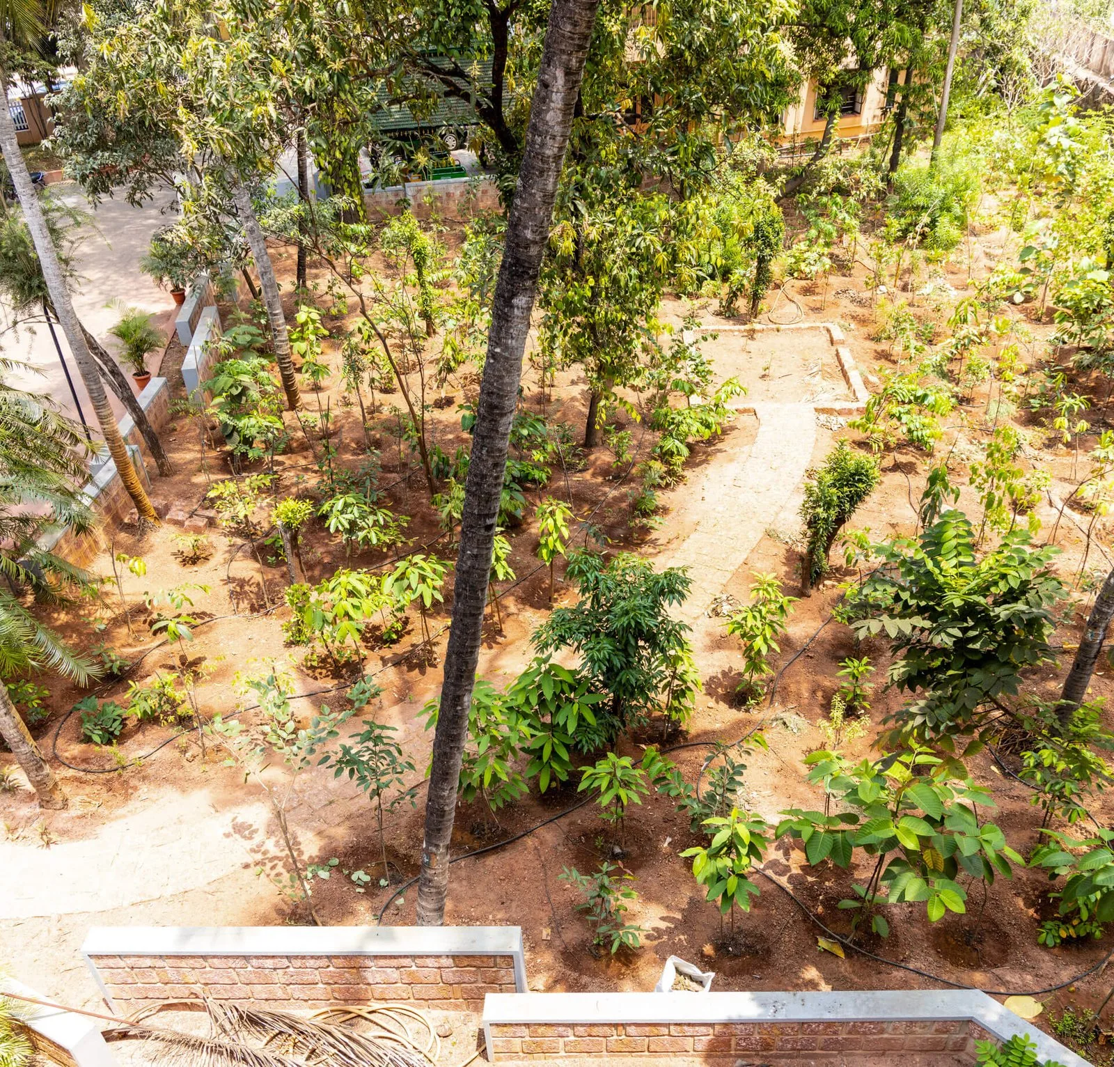 Vivekananda Vrikshalaya – Urban Foresting Project photo 4